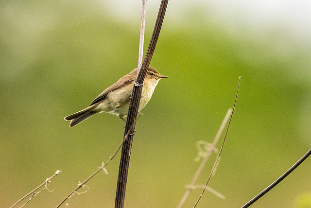 Chiffchaff