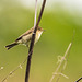 Chiffchaff