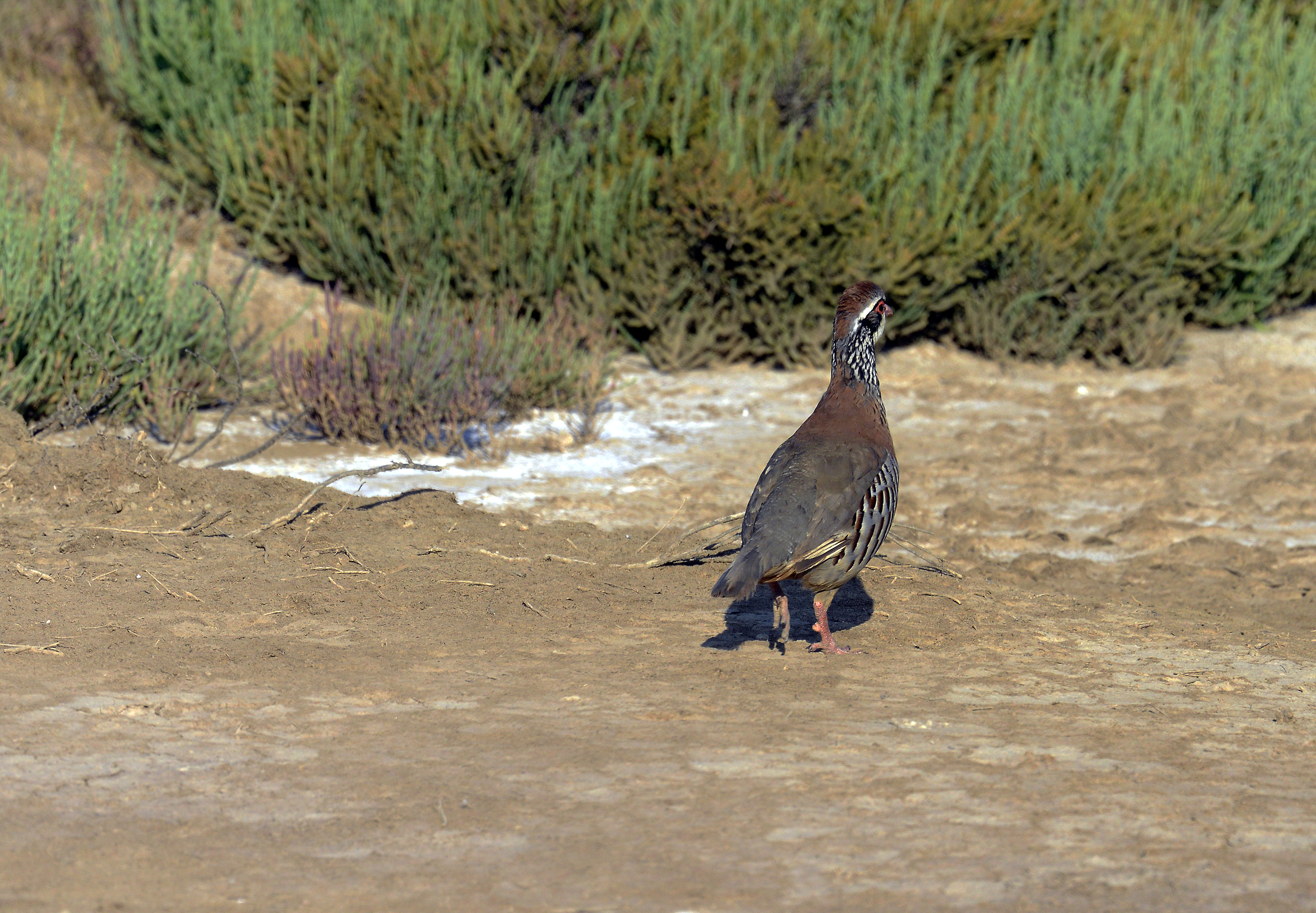 Alectoris rufa, Perdiz comum, Castro Marim reservation