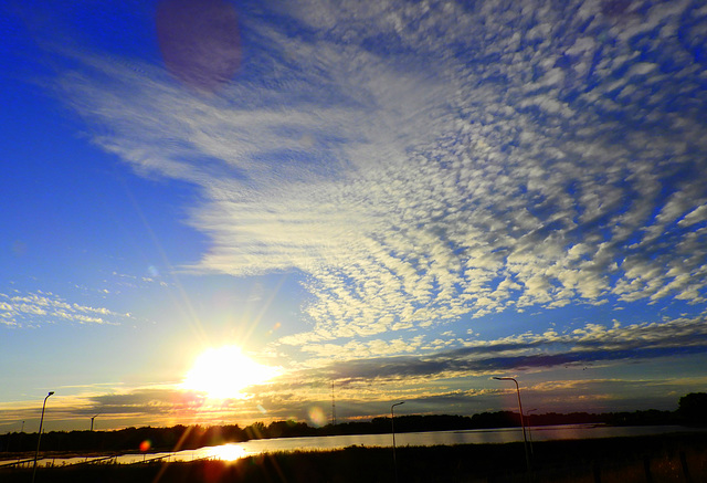 Sheep sunset