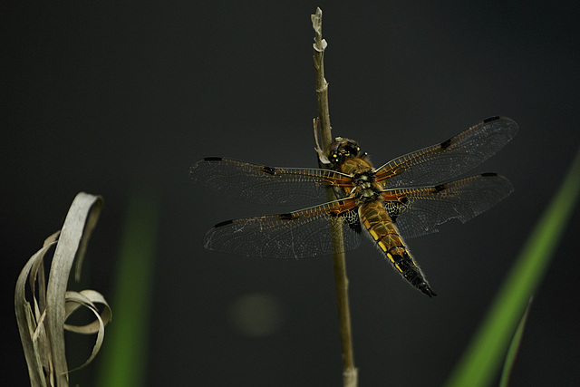 Libellula quadrimaculata