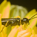 IMG 1670 Wasp