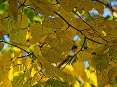 Autumn Leaves