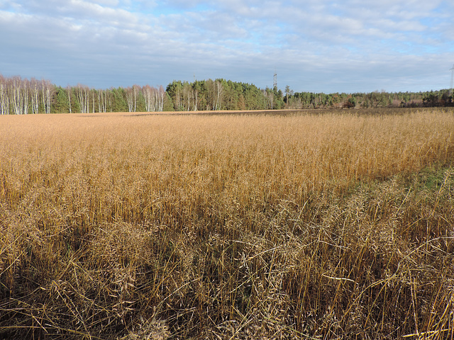 Waldweg zwischen Sperenberg - Kummersdorf Ort