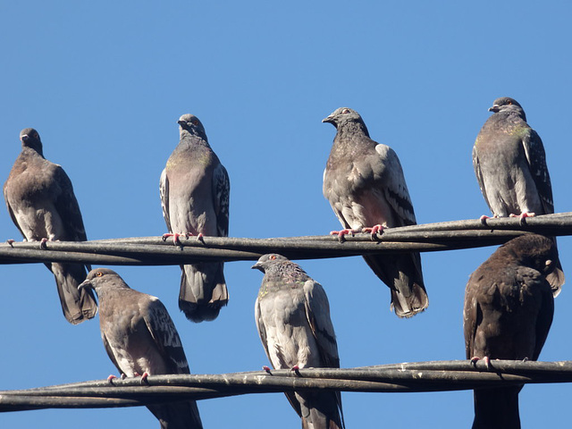 Palomas en la ciudad