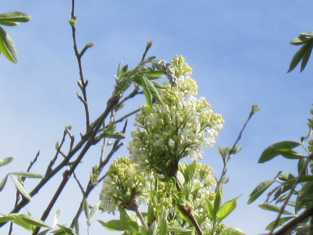 The white lilac is coming out too