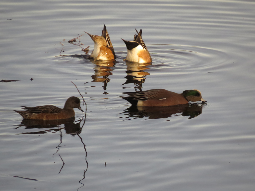 American wigeons (front), some other ducks (rear)