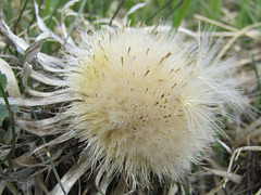 verblühte Silberdistel