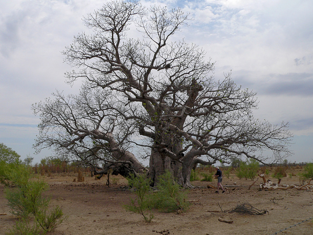 Huge Boab