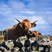 Une belle de l'Aubrac .