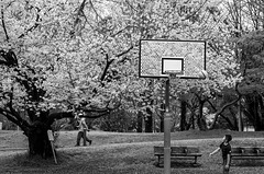 Cherry blossoms