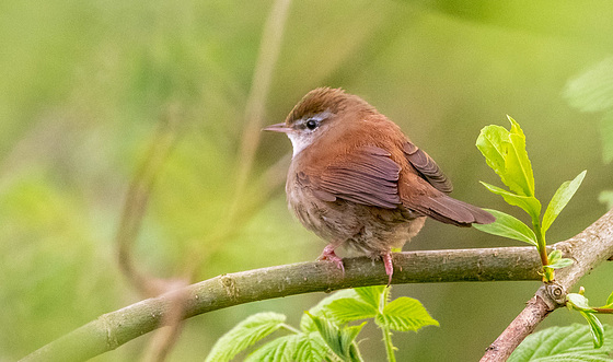 Cetti's warbler