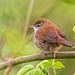 Cetti's warbler