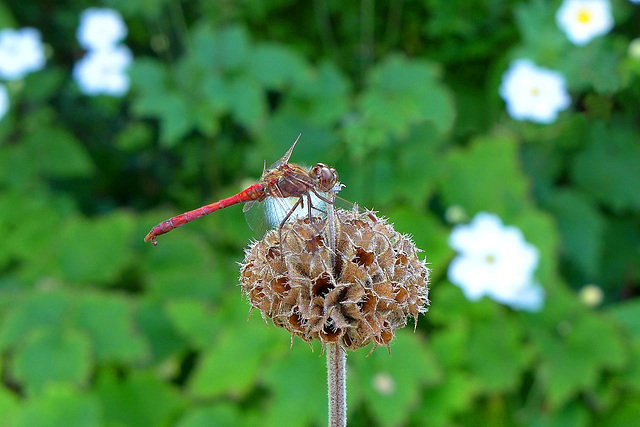 Libelle auf Blumenkohl