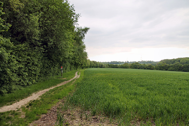 Feld im Bövinghauser Bachtal (Dortmund-Bövinghausen) / 20.05.2023