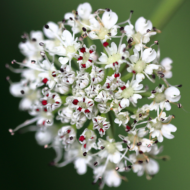 EOS 90D Peter Harriman 11 00 23 09239 hemlockWaterDropwort dpp