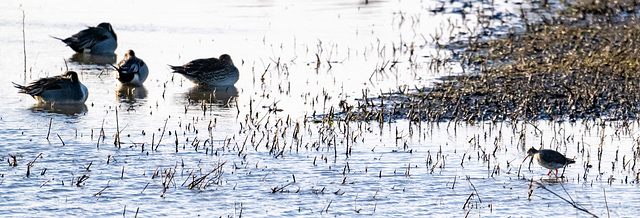 Pintail ducks with a red shanks foraging close by