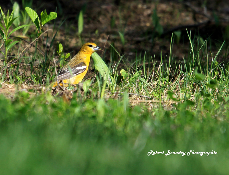 Oriole de Baltimore ( femelle )