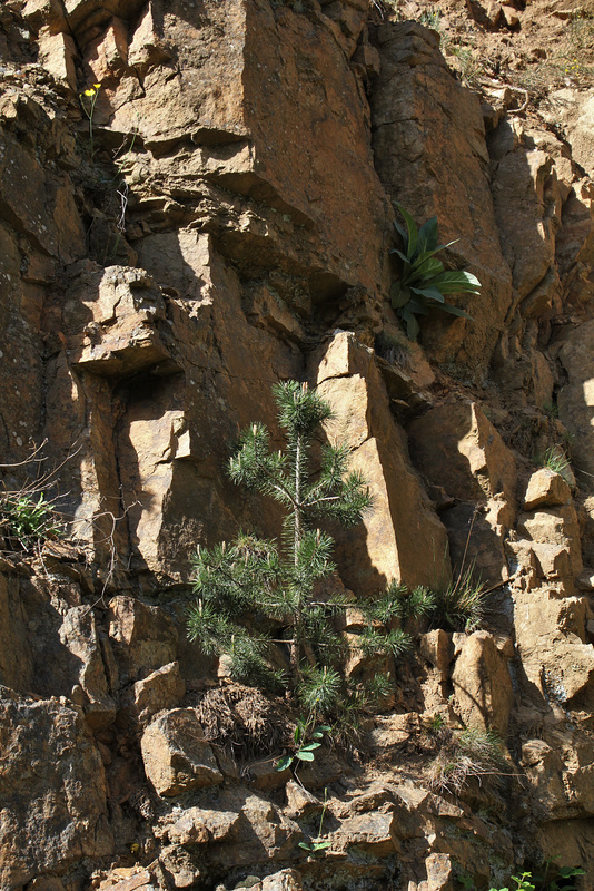 Granite et ses habitantes (10)