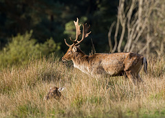Fallow Stag c