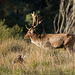 Fallow Stag c