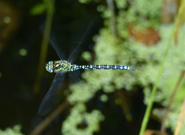 Aeschne bleue (Aeshna cyanea)