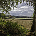 View across fields