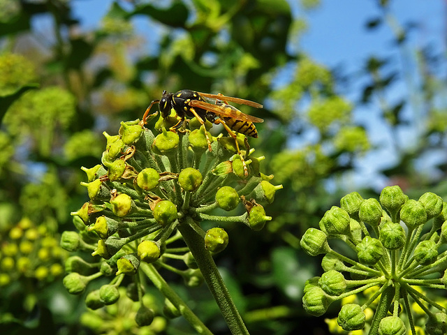 Wasp on Hedera