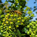 Wasp on Hedera