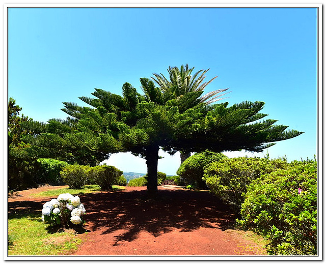 I call these trees "Umbrella Trees"