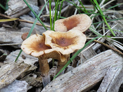 Fungi trio