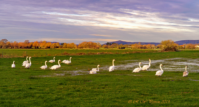 Swans on the Levels