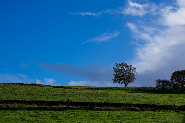 A Lone Tree at Padfield