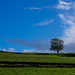 A Lone Tree at Padfield