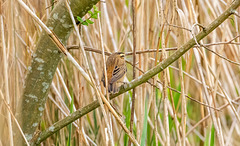 Sedge warbler
