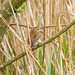 Sedge warbler