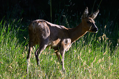 Reh - 202605291