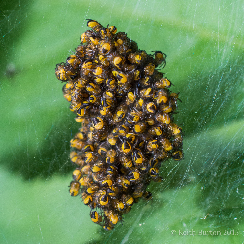 Baby spiders....................