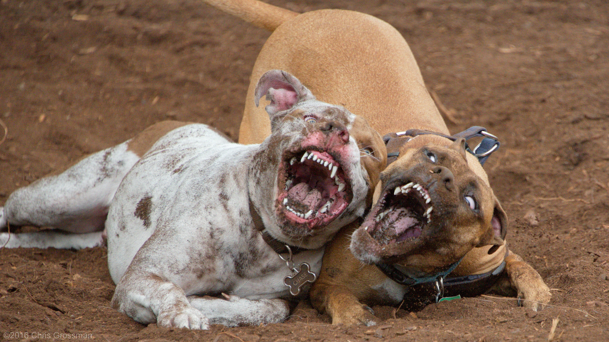 Pit Bulls Playing - Nikon D750 - AFS Nikkor 28-300mm 1:3.5-5.6G VR