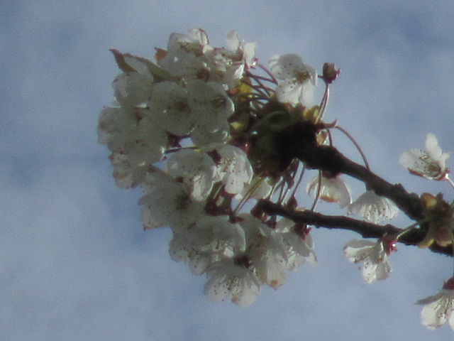 Gorgeous cherry blossom