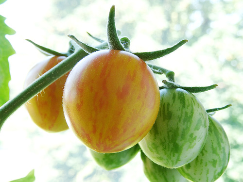 Tomate Sunrise Bumblebee