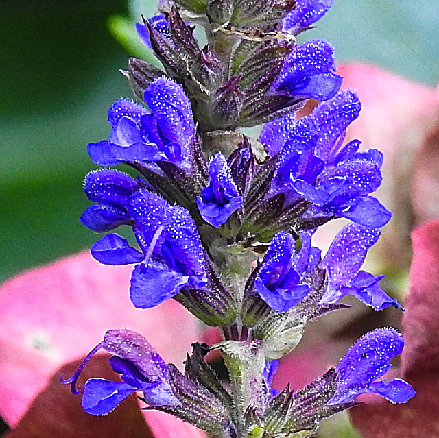 20221028 1926CPw [D~LIP] Salbei (Salvia nemorosa), Bad Salzuflen