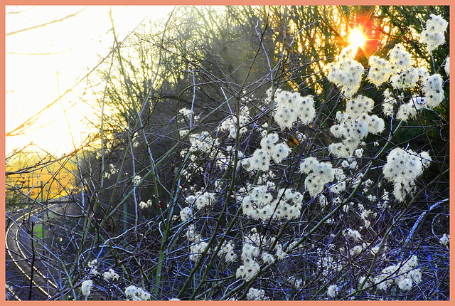 Clematis  Vitalba   -Bos Rank---(Waldrebe)_