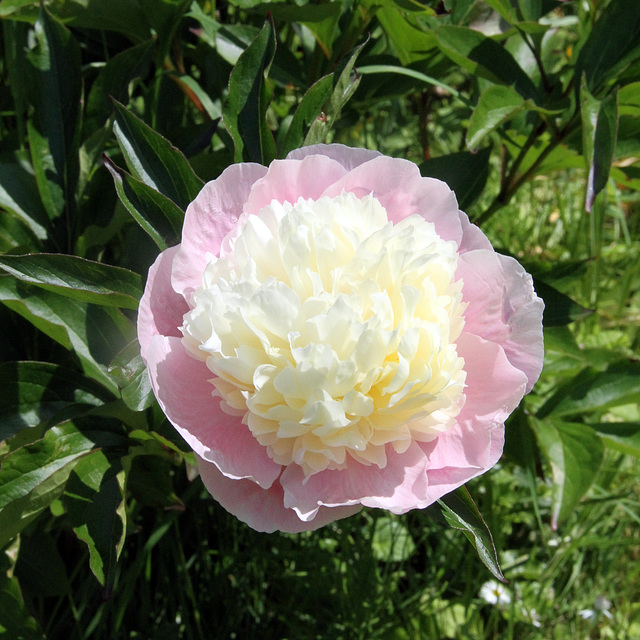 Pivoine