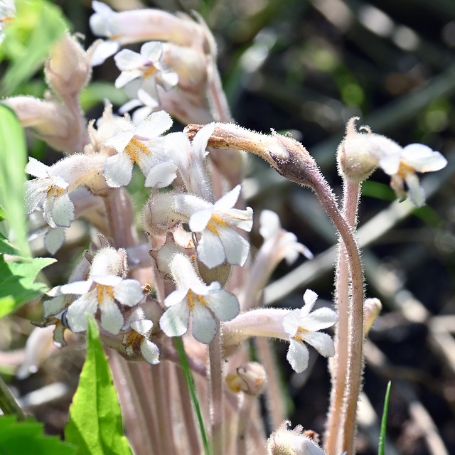 A plant behaving badly_One flowered cancer root_Toronto_DSC 3906