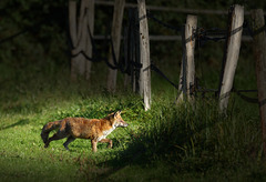 Renard dans les pâtures  (Oise)