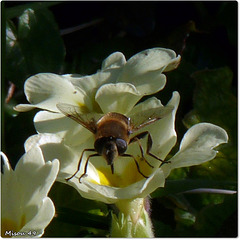 MON JARDIN