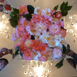 Kamelienblütenschau 2015 im Landschloss Zuschendorf/Pirna