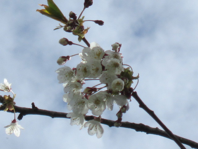 The flowering cherry