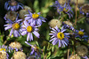 Aster amellus, Herbst-Aster - 2016-08-31_D4_DSC8886